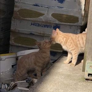 Meet your Posher, Donald